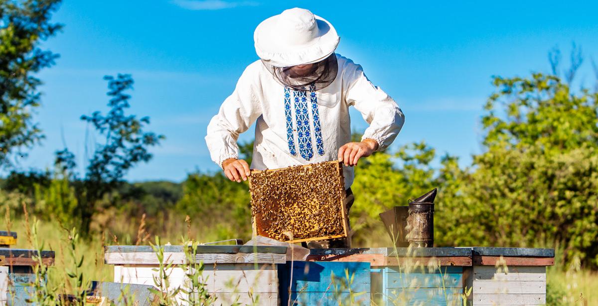 Apicoltore al lavoro - Foto di Vadim da Adobe Stock
