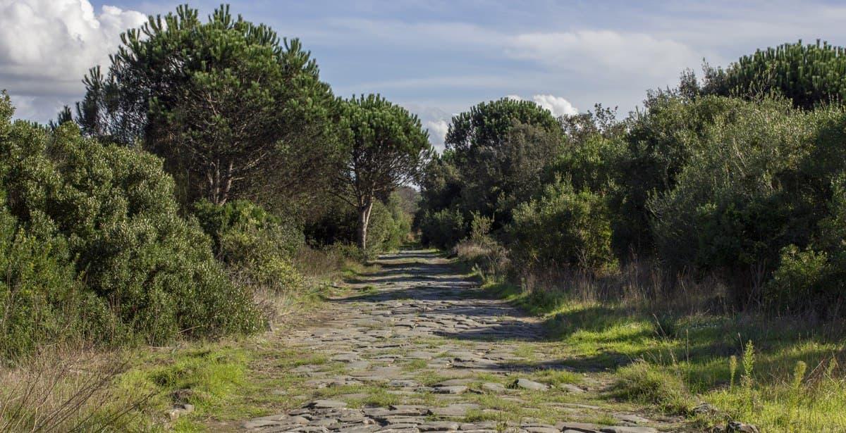 Pineta di Castel Fusano - Photo by Adriano Pucciarelli on Unsplash