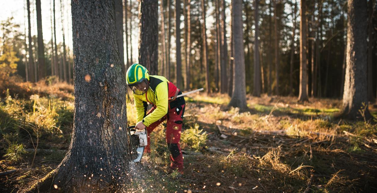 Taglio di albero con motosega - Foto di tibor13 da Adobe Stock