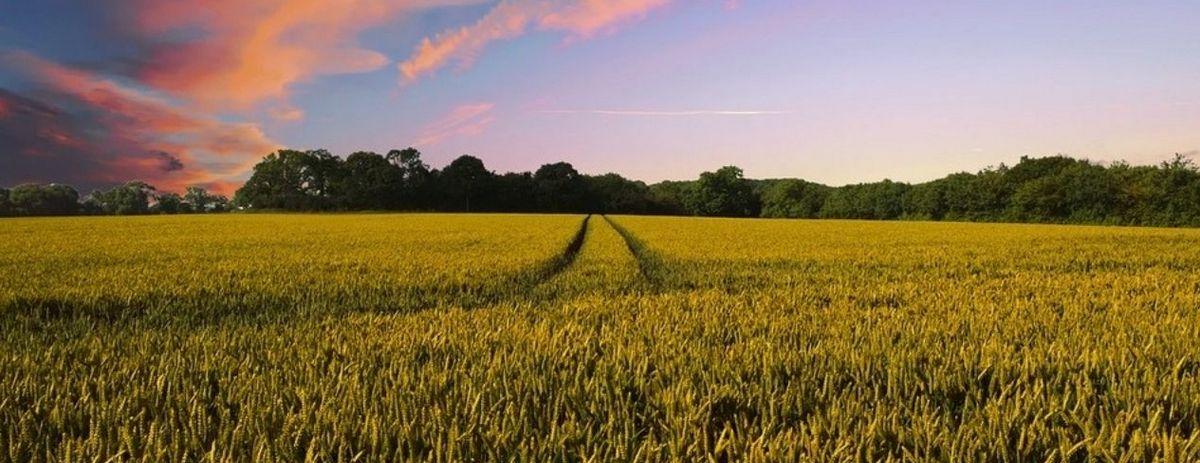Coltivazione agricola