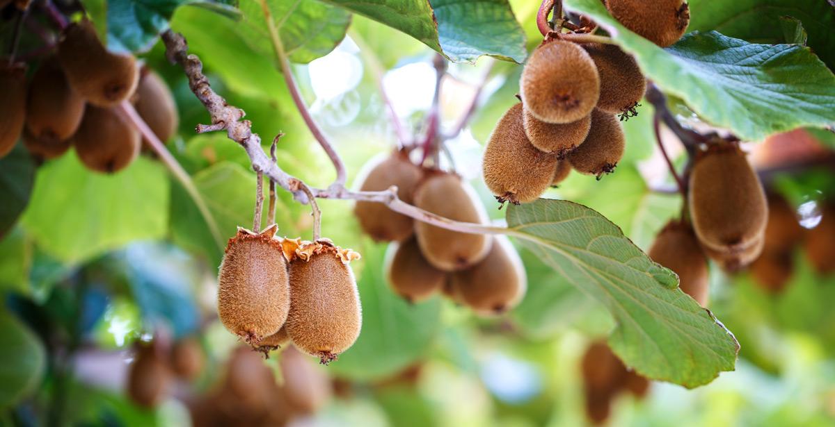 contributi-aziende-agricole-moria-kiwi