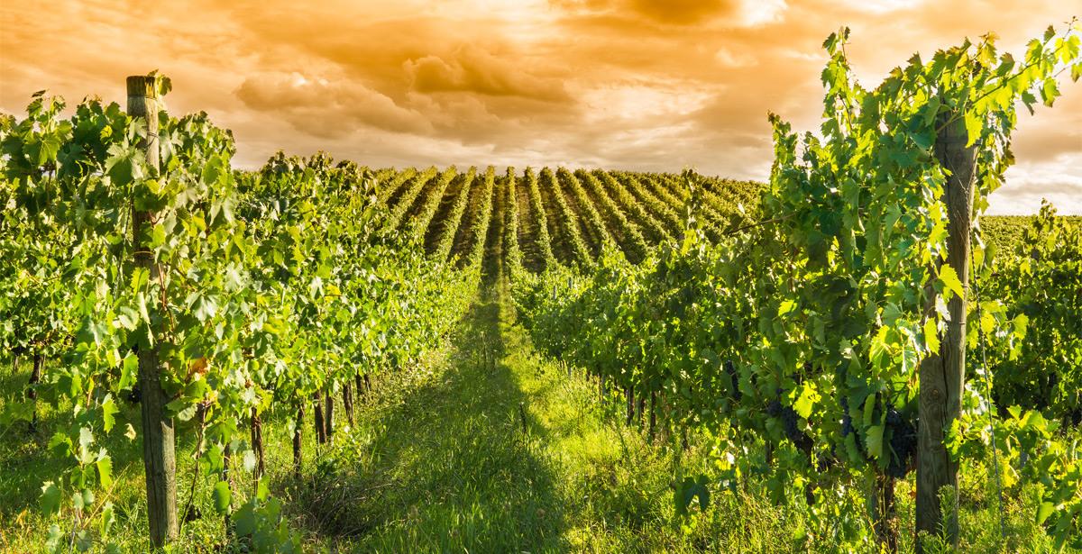 Vigneto all'alba - Foto di alexandro900 da Adobe Stock