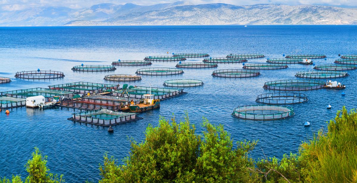 Gabbie per acquacoltura in mare - Foto di Sodel Vladyslav da Adobe Stock