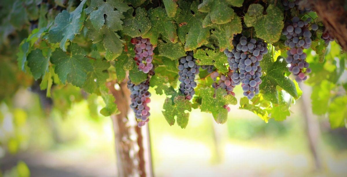 Vigneto ocm vino