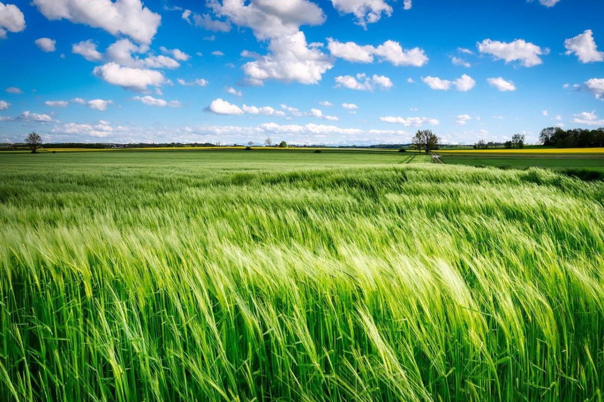 Agricoltura campo