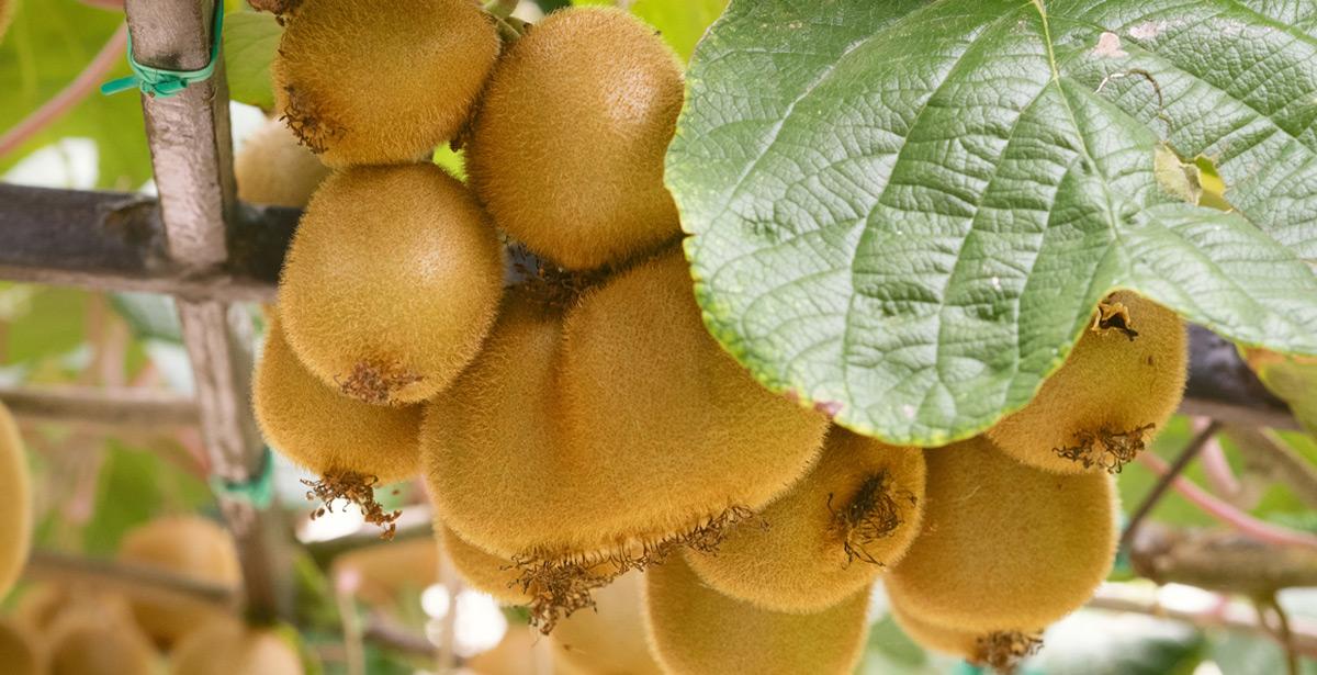Frutti di kiwi - Foto di tatiana_ermakova da Adobe Stock