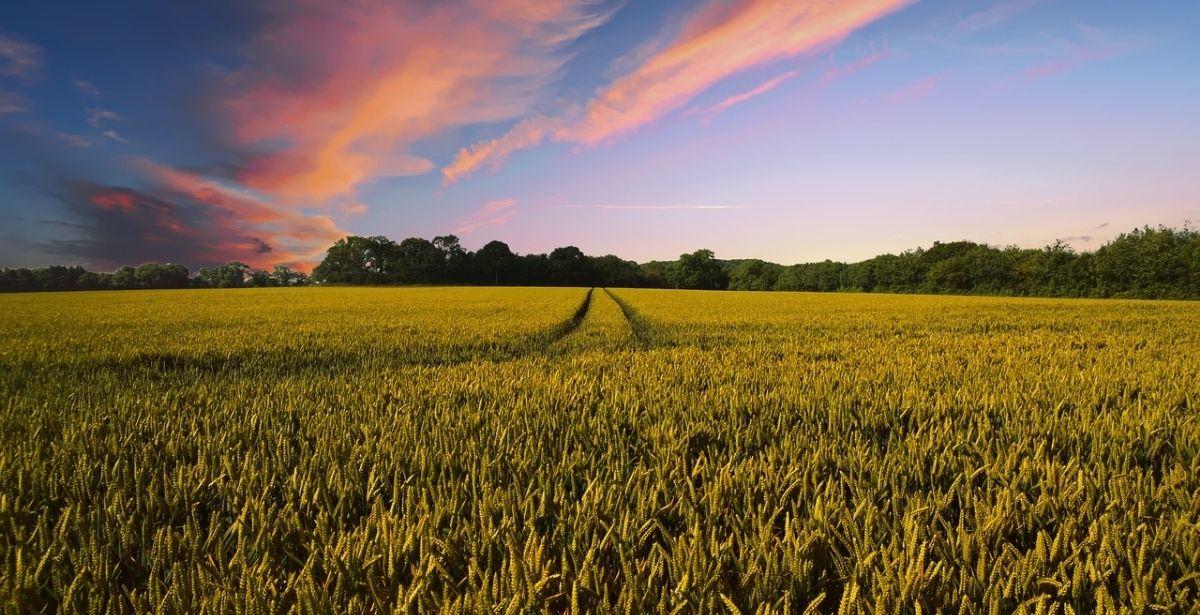 Agricoltura campo coltivato