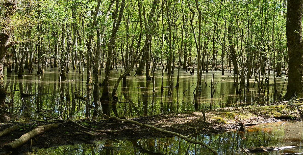 Operaio agrari e forestali presso il Reparto Carabinieri Biodiversità di Fogliano