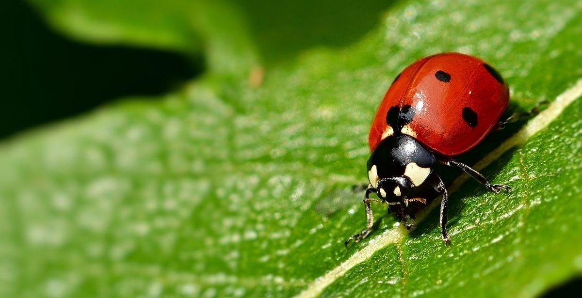 Difesa Integrata
