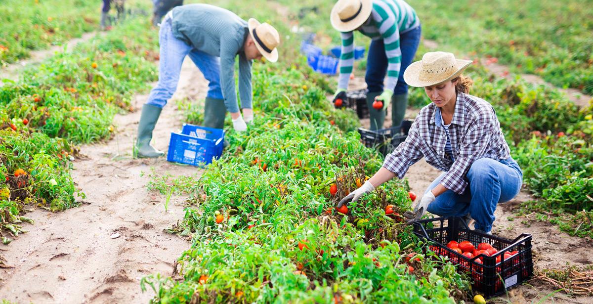 Agricoltori impegnati nella raccolta di pomodori - Foto di JackF da Adobe Stock
