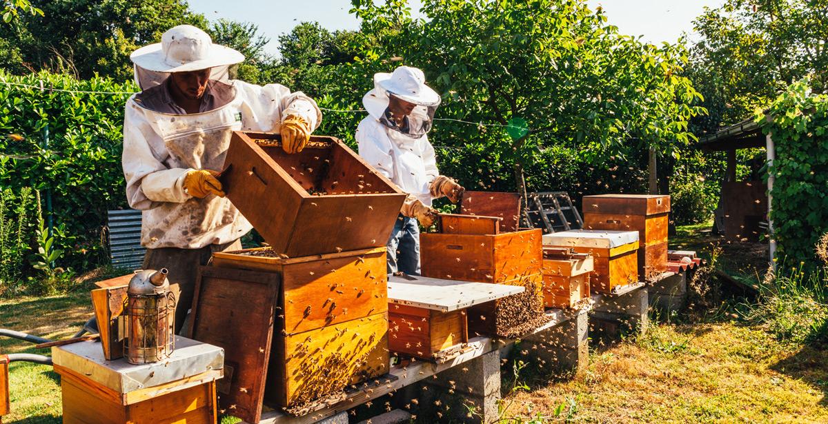 Apicoltori al lavoro sugli alveari - Foto di Carlo da Adobe Stock