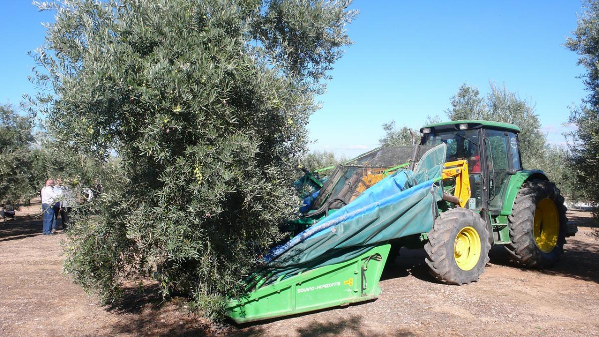 raccolta-olive