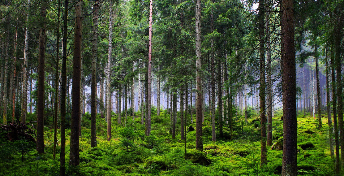 foresta