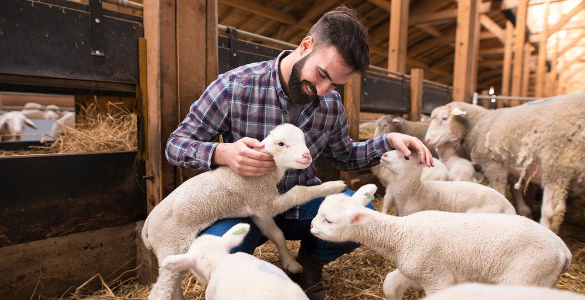 Allevatore gioca con agnellini nella fattoria - Foto di littlewolf1989 da Adobe Stock