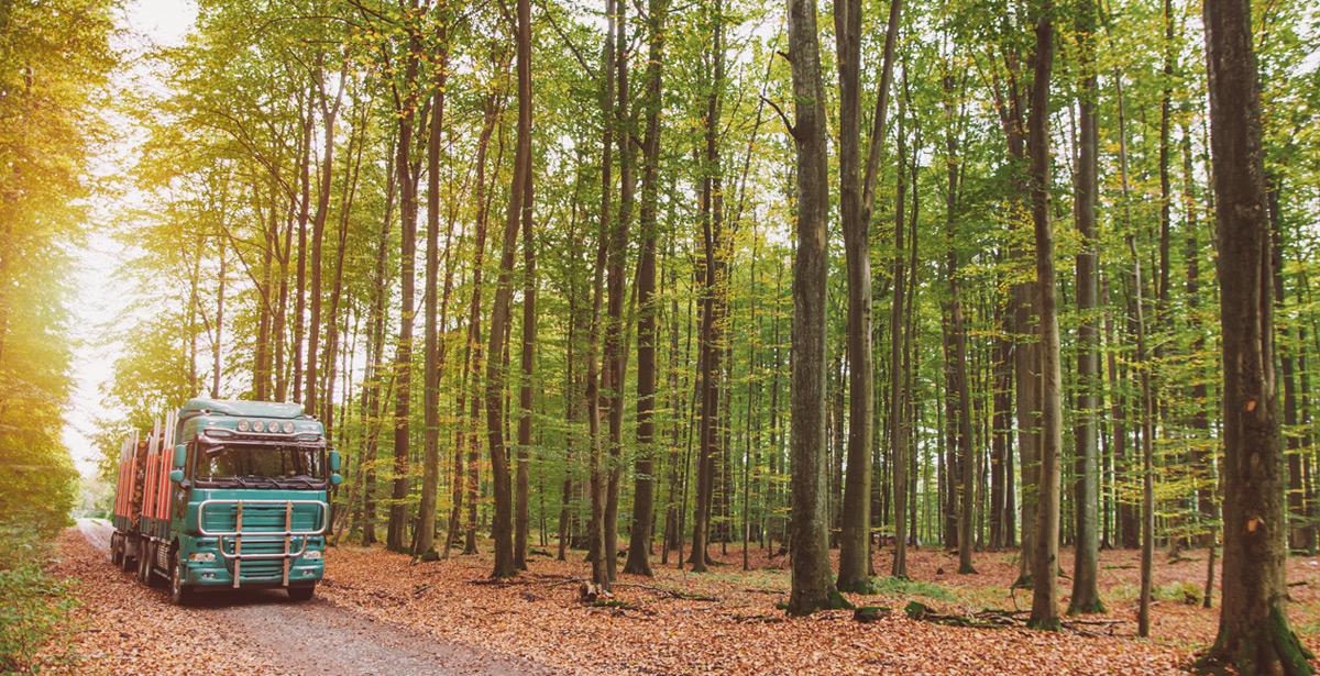 Camion in transito su una strada in mezzo al bosco - Foto di Igor da Adobe Stock