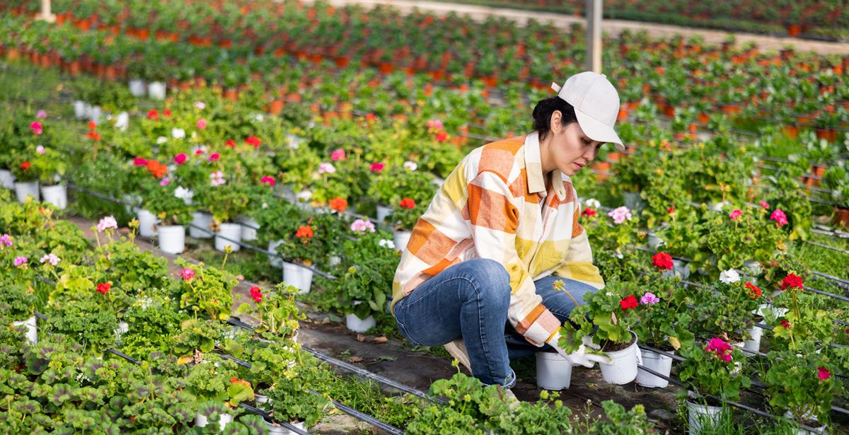 Floricoltrice lavora su fiori in serra - Foto di JackF da Adobe stock