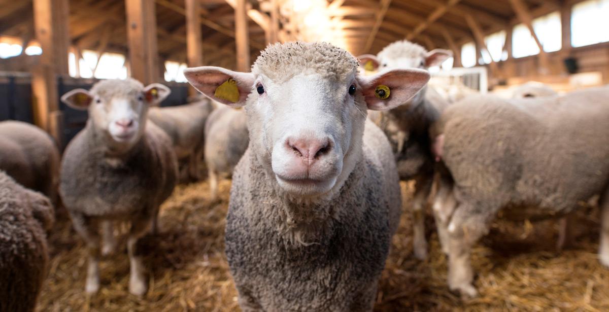 Gregge di pecore in ovile - Foto di littlewolf1989 da Adobe Stock