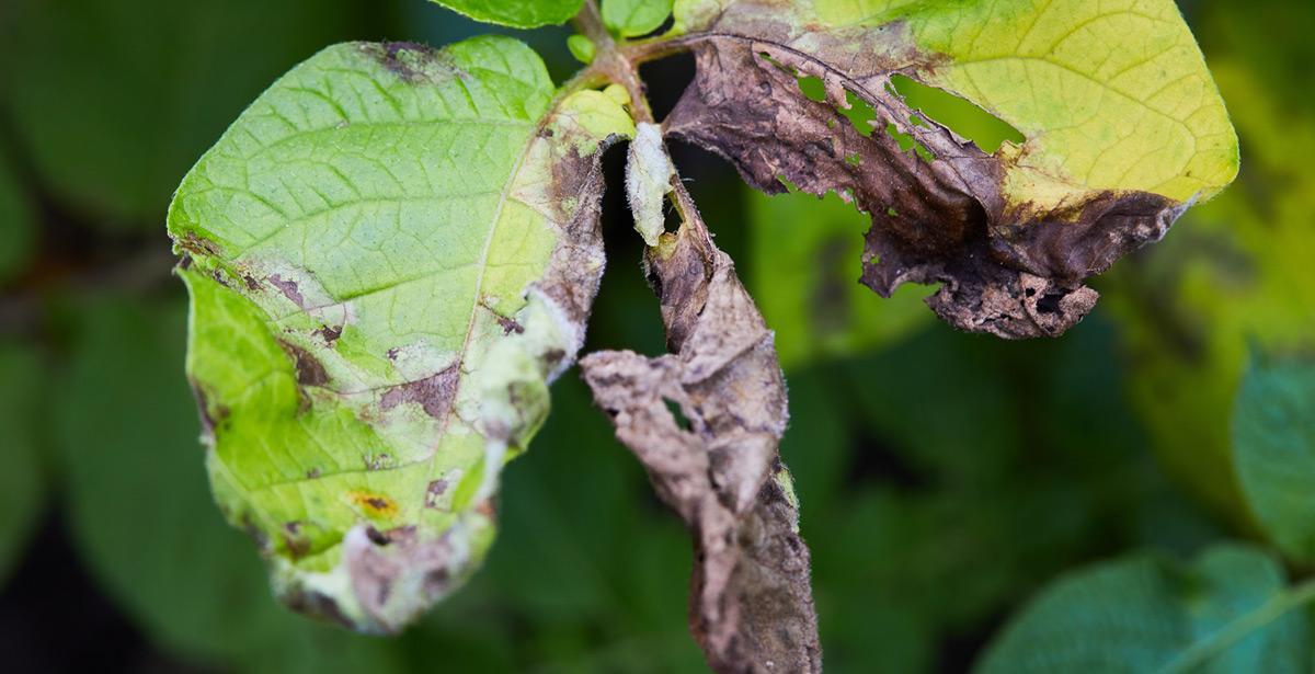 Foglia rovinata da parassiti - Foto di Liudmila da Adobe Stock