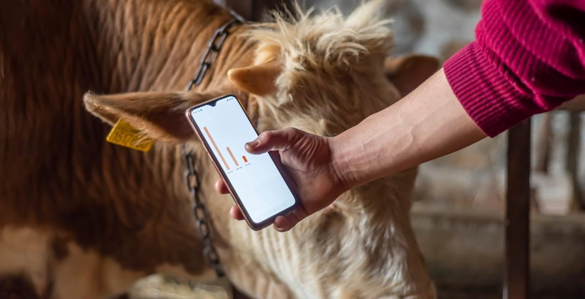 Operatore zootecnico controlla le condizioni di un bovino sul suo smartphone - Foto di attraction art da Adobe Stock