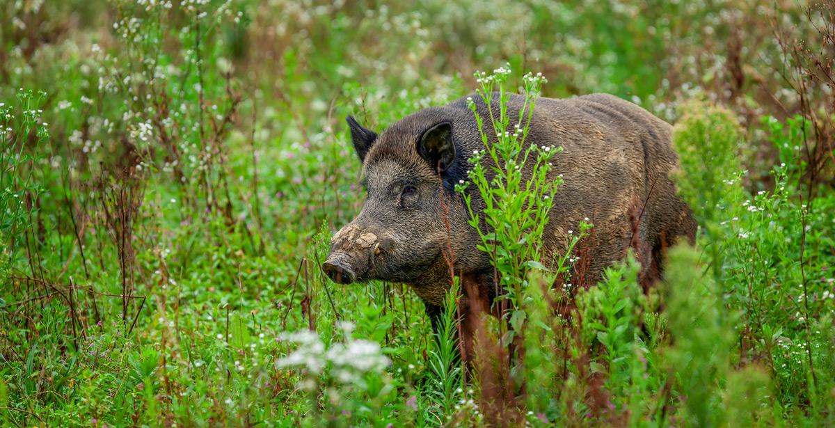 Cinghiale con i segni della malattia in mezzo al bosco - Foto di As13Sys da Adobe Stock