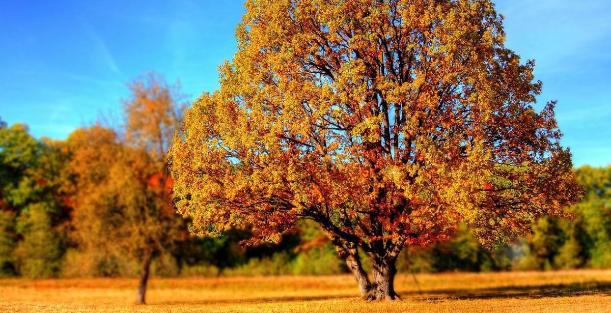 Albero - Foto di <a href="https://pixabay.com/it/users/giani-1202/?utm_source=link-attribution&utm_medium=referral&utm_campaign=image&utm_content=99852">Giani Pralea</a> da <a href="https://pixabay.com/it//?utm_source=link-attribution&utm_medium=referral&utm_campaign=image&utm_content=99852">Pixabay</a>