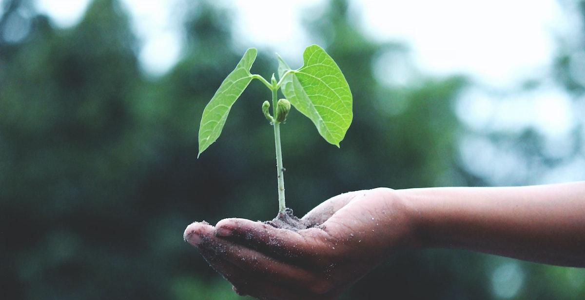 Pianta su mano - Foto di Akil Mazumder: https://www.pexels.com/it-it/foto/persona-in-possesso-di-una-pianta-verde-1072824/