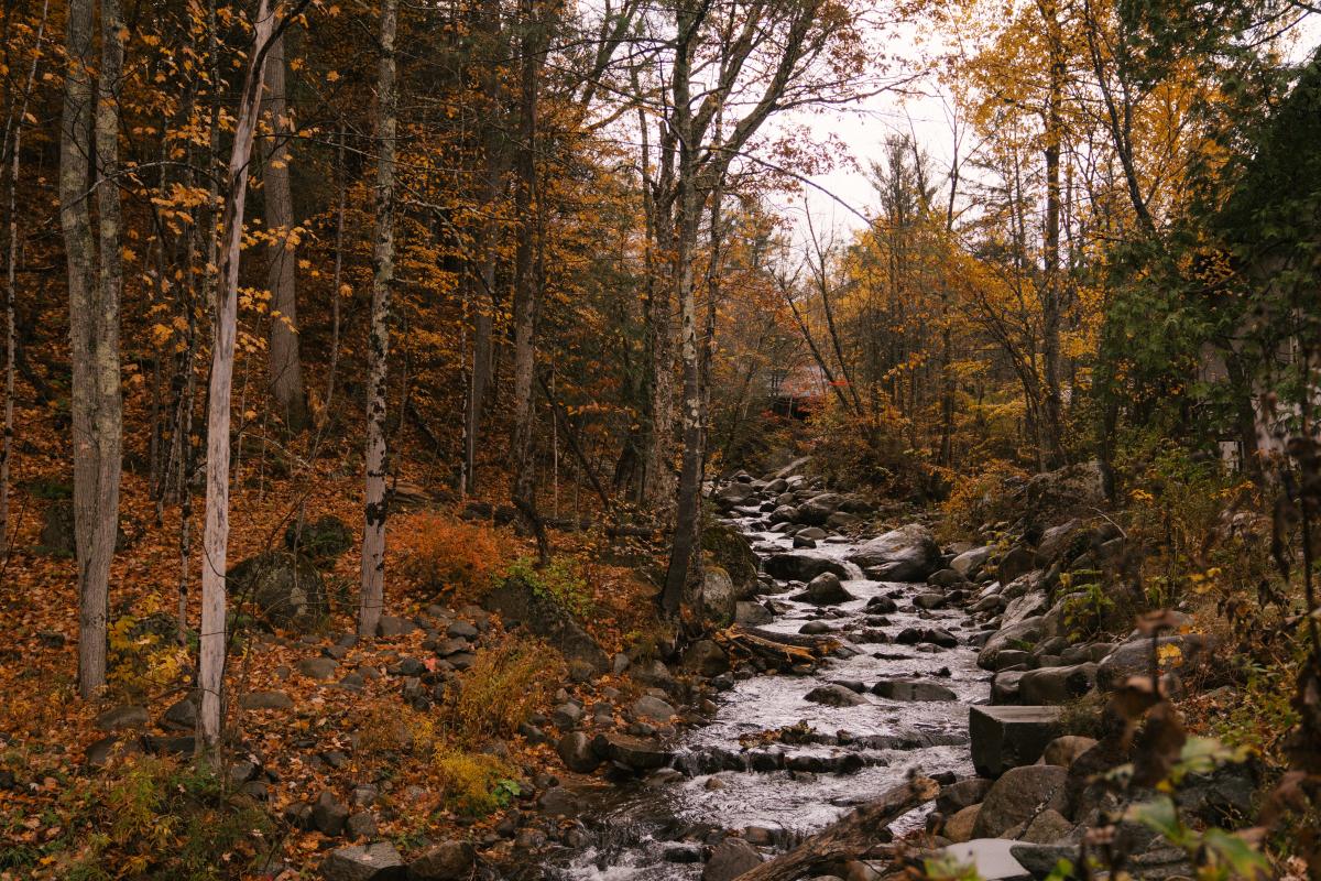 Bosco - Foto di Marta Wave: https://www.pexels.com/it-it/foto/ruscello-tra-alberi-ad-alto-fusto-nella-foresta-di-autunno-5875887/