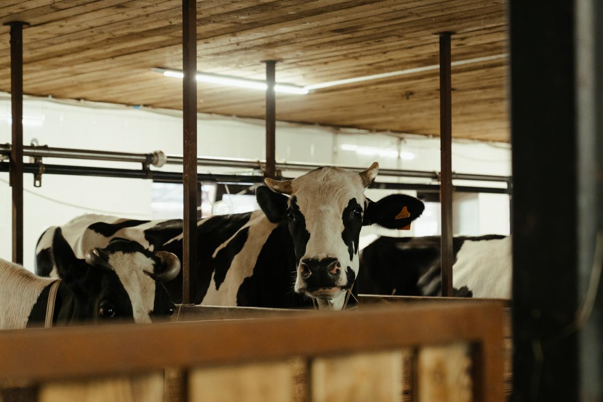 Stalla mucche - Foto di cottonbro studio: https://www.pexels.com/it-it/foto/animale-fattoria-dentro-toro-4910833/