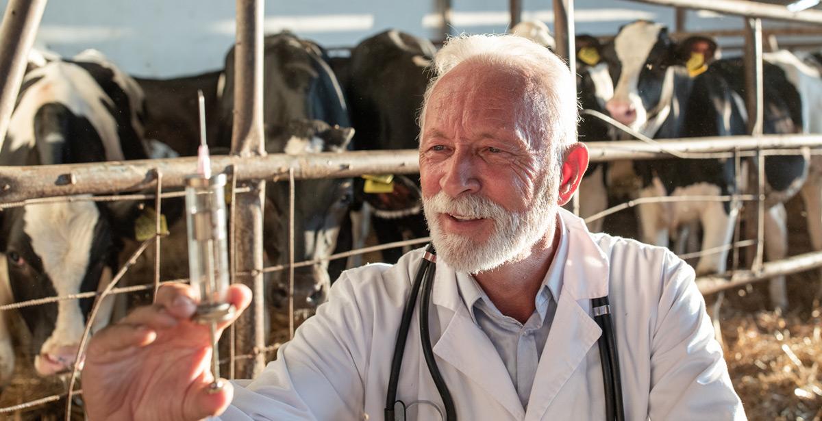 Veterinario con una siringa davanti a delle mucche nelle stalla - Foto di Budimir Jevtic da Adobe Stock