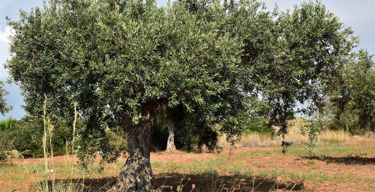 Albero olive - Foto di <a href="https://pixabay.com/it/users/ulleo-1834854/?utm_source=link-attribution&amp;utm_medium=referral&amp;utm_campaign=image&amp;utm_content=3662627">Ulrike Leone</a> da <a href="https://pixabay.com/it//?utm_source=link-attribution&amp;utm_medium=referral&amp;utm_campaign=image&amp;utm_content=3662627">Pixabay</a>
