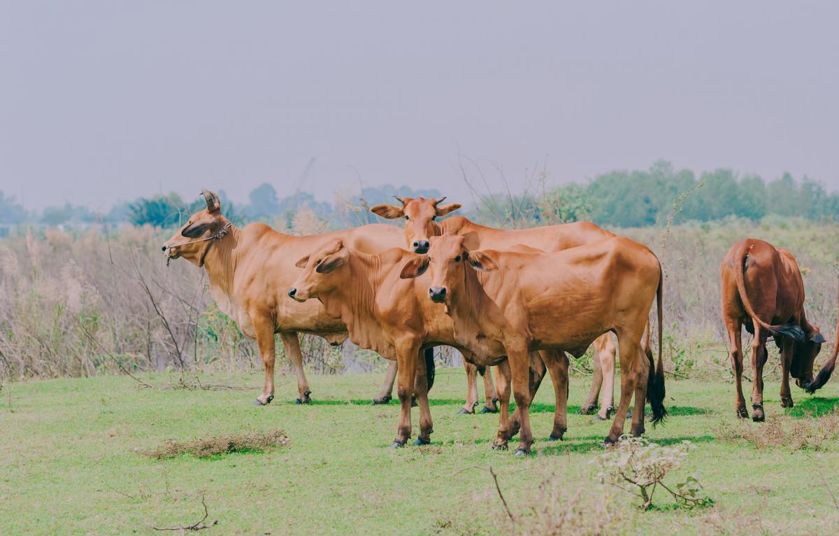 Pascolo - Foto di Min An: https://www.pexels.com/it-it/foto/bestiame-marrone-su-erba-verde-1455455/
