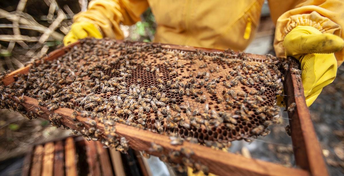 Api - Foto di FRANK MERIÑO da Pexels