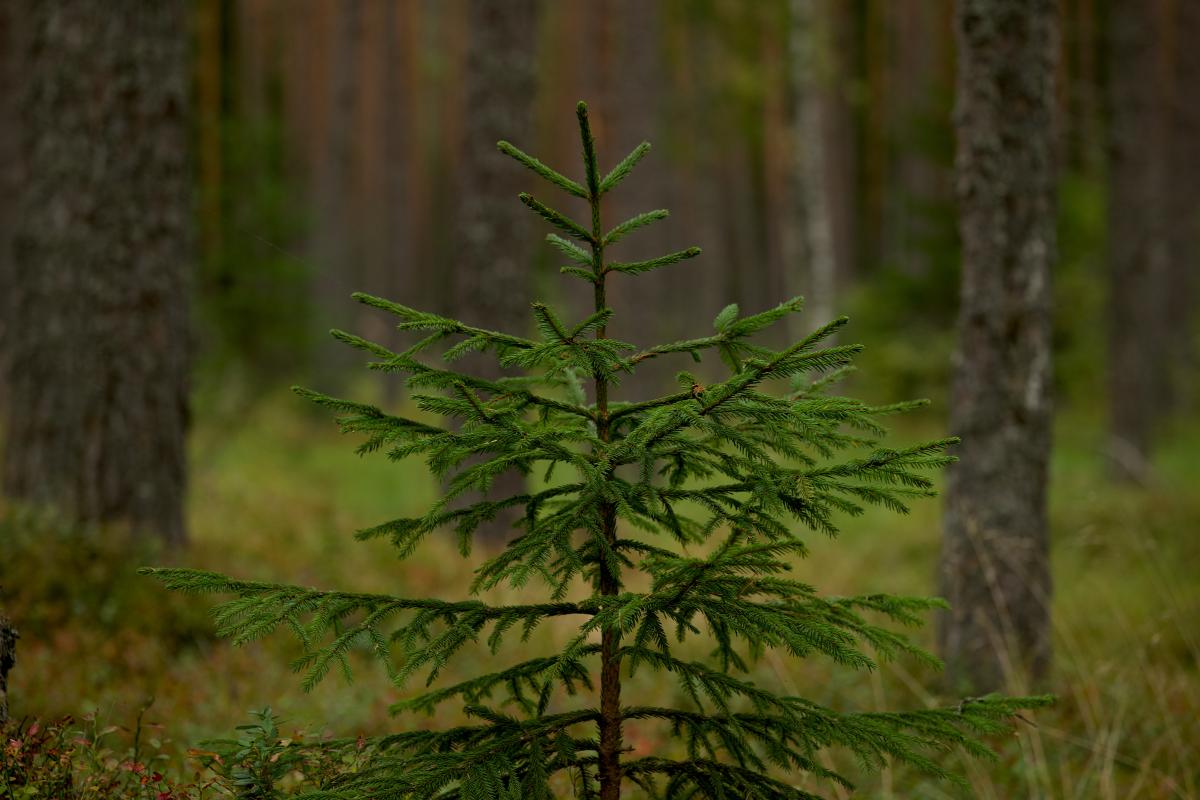 Bosco - Foto di Lauri Poldre: https://www.pexels.com/it-it/foto/legno-alba-paesaggio-natura-14553877/