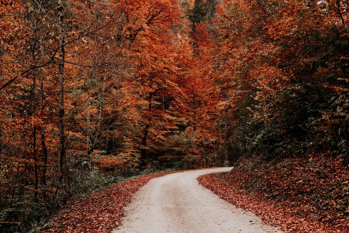Bosco - Foto di Marko Klaric: https://www.pexels.com/it-it/foto/strada-grigia-tra-alberi-marroni-6408291/