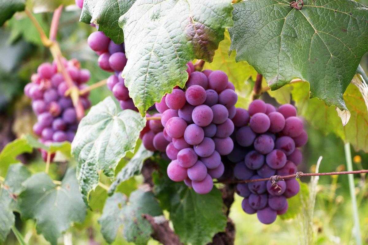 Grappoli uva - Foto di Luiz M. Santos: https://www.pexels.com/it-it/foto/diversi-grappoli-d-uva-760281/