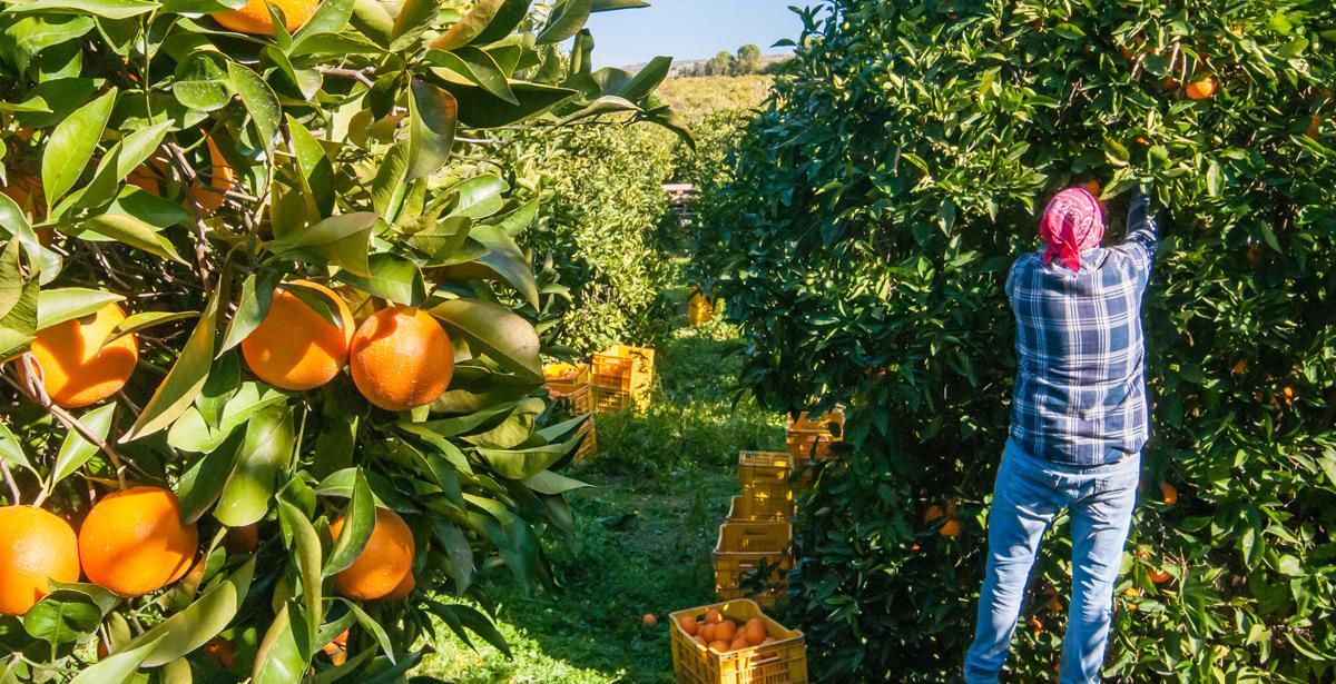 operaio agricolo