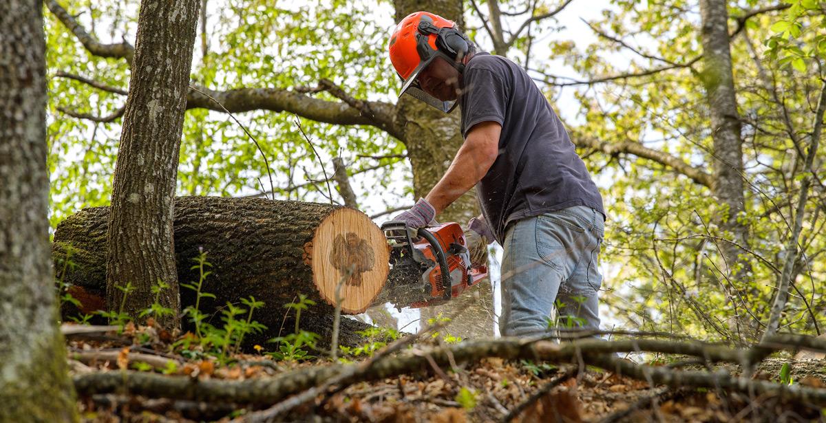 Operaio forestale al lavoro su un albero con la motosega - Foto di Giuliano Bianchini da Adobe Stock