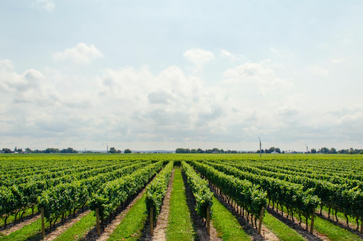 Vitigno -Foto di Math: https://www.pexels.com/it-it/foto/campo-dell-albero-verde-21393/