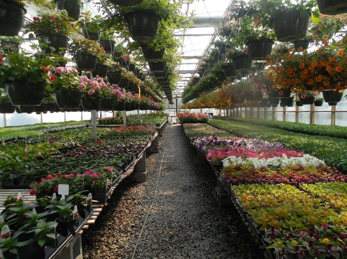 Vivaio fiori - Foto di <a href="https://pixabay.com/it/users/stillworksimagery-819861/?utm_source=link-attribution&utm_medium=referral&utm_campaign=image&utm_content=732785">Rebecca Matthews</a> da <a href="https://pixabay.com/it//?utm_source=link-attribution&utm_medium=referral&utm_campaign=image&utm_content=732785">Pixabay</a>