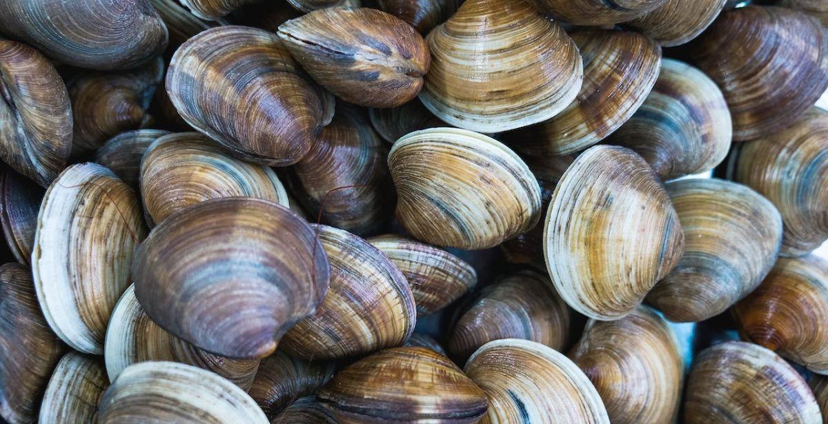 Vongole - Foto di Kindel Media: https://www.pexels.com/it-it/foto/cibo-salutare-pesca-mare-8352389/