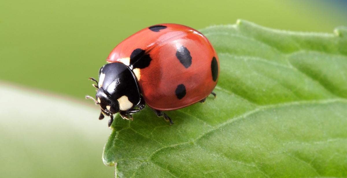 Coccinella su una foglia - Foto di Chepko Danil da Adobe Stock