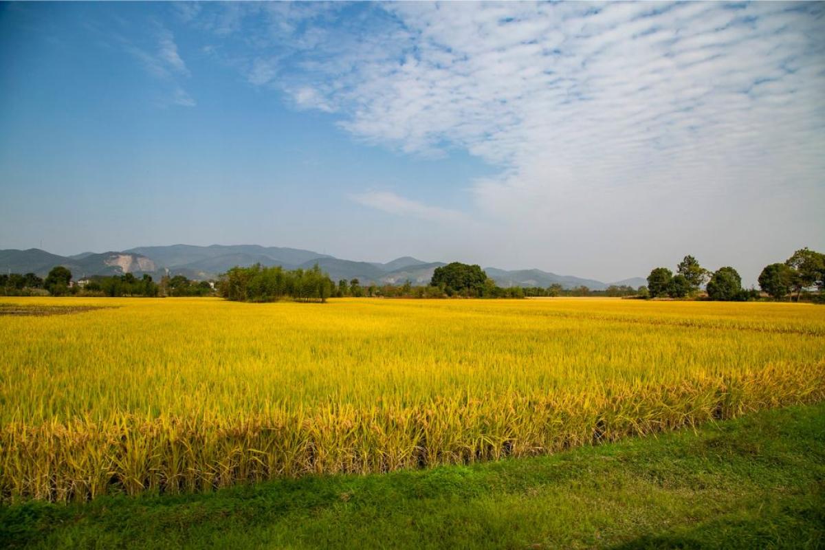 Campo coltivato - Foto di <a href="https://pixabay.com/it/users/lvlaomi-409936/?utm_source=link-attribution&utm_medium=referral&utm_campaign=image&utm_content=5728193">laomi lv</a> da <a href="https://pixabay.com/it//?utm_source=link-attribution&utm_medium=referral&utm_campaign=image&utm_content=5728193">Pixabay</a>