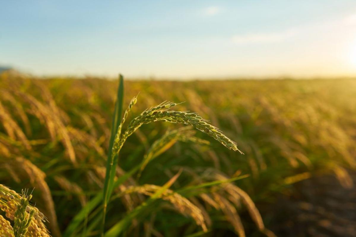 Campo di grano