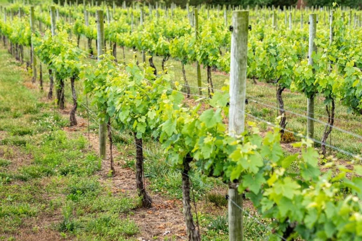 Vitigno - Foto di Mark Stebnicki: https://www.pexels.com/it-it/foto/agricoltura-fattoria-azienda-agricola-vigneto-8287364/