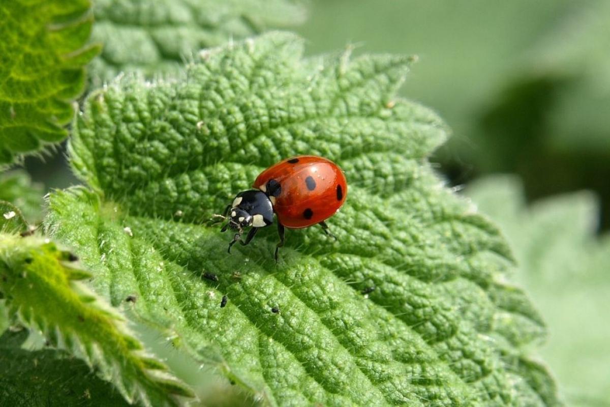 Coccinella - Foto di <a href="https://pixabay.com/it/users/ariesa66-174241/?utm_source=link-attribution&utm_medium=referral&utm_campaign=image&utm_content=349456">Helga</a> da <a href="https://pixabay.com/it//?utm_source=link-attribution&utm_medium=referral&utm_campaign=image&utm_content=349456">Pixabay</a>