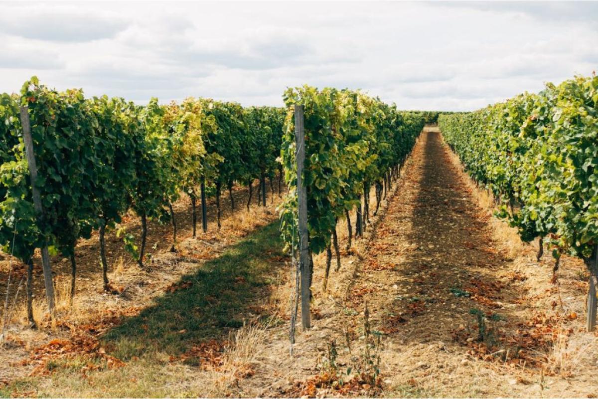 Vigneto - Foto di Markus Winkler: https://www.pexels.com/it-it/foto/campagna-agricoltura-fattoria-azienda-agricola-5399303/