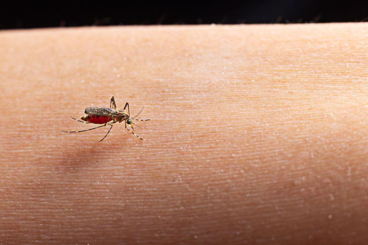 Zanzara west Nile