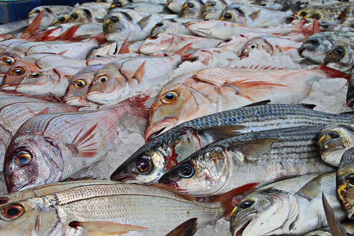 Mercato pesce -Foto di <a href="https://pixabay.com/it/users/photo-graphe-2867425/?utm_source=link-attribution&utm_medium=referral&utm_campaign=image&utm_content=1617442">Patou Ricard</a> da <a href="https://pixabay.com/it//?utm_source=link-attribution&utm_medium=referral&utm_campaign=image&utm_content=1617442">Pixabay</a>