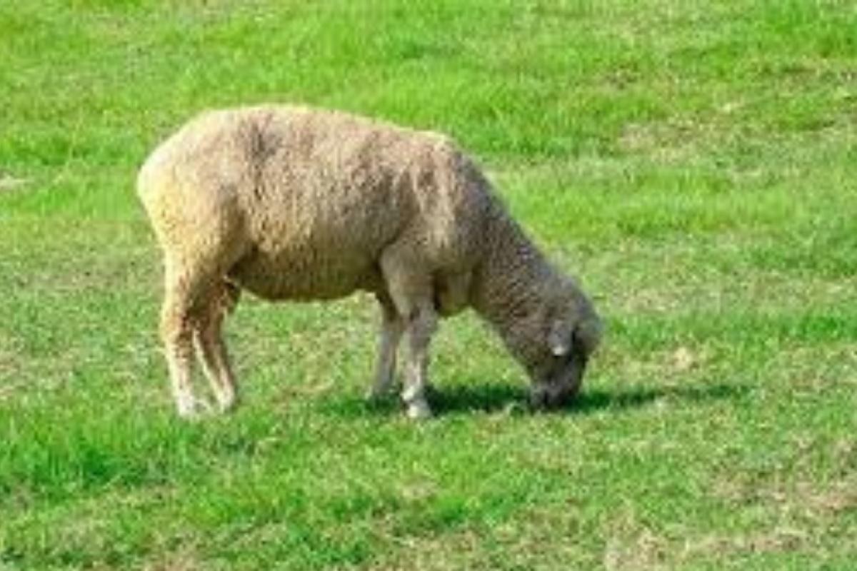 pecora pascolo