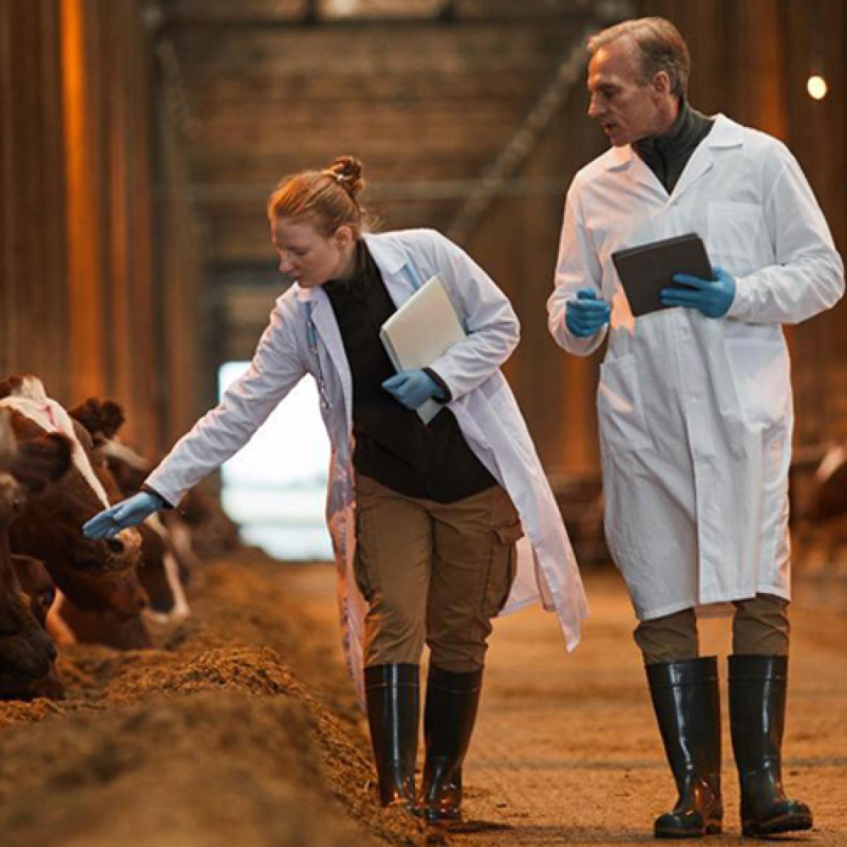 Banner - Bando Aziende Zootecniche